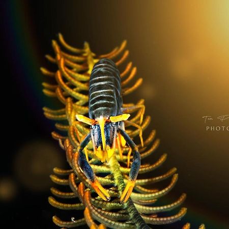 K2 Lembeh Dive Resort Bitung Ngoại thất bức ảnh