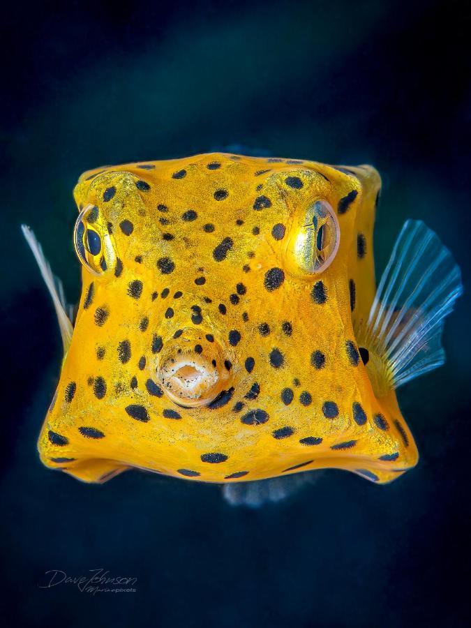 K2 Lembeh Dive Resort Bitung Ngoại thất bức ảnh