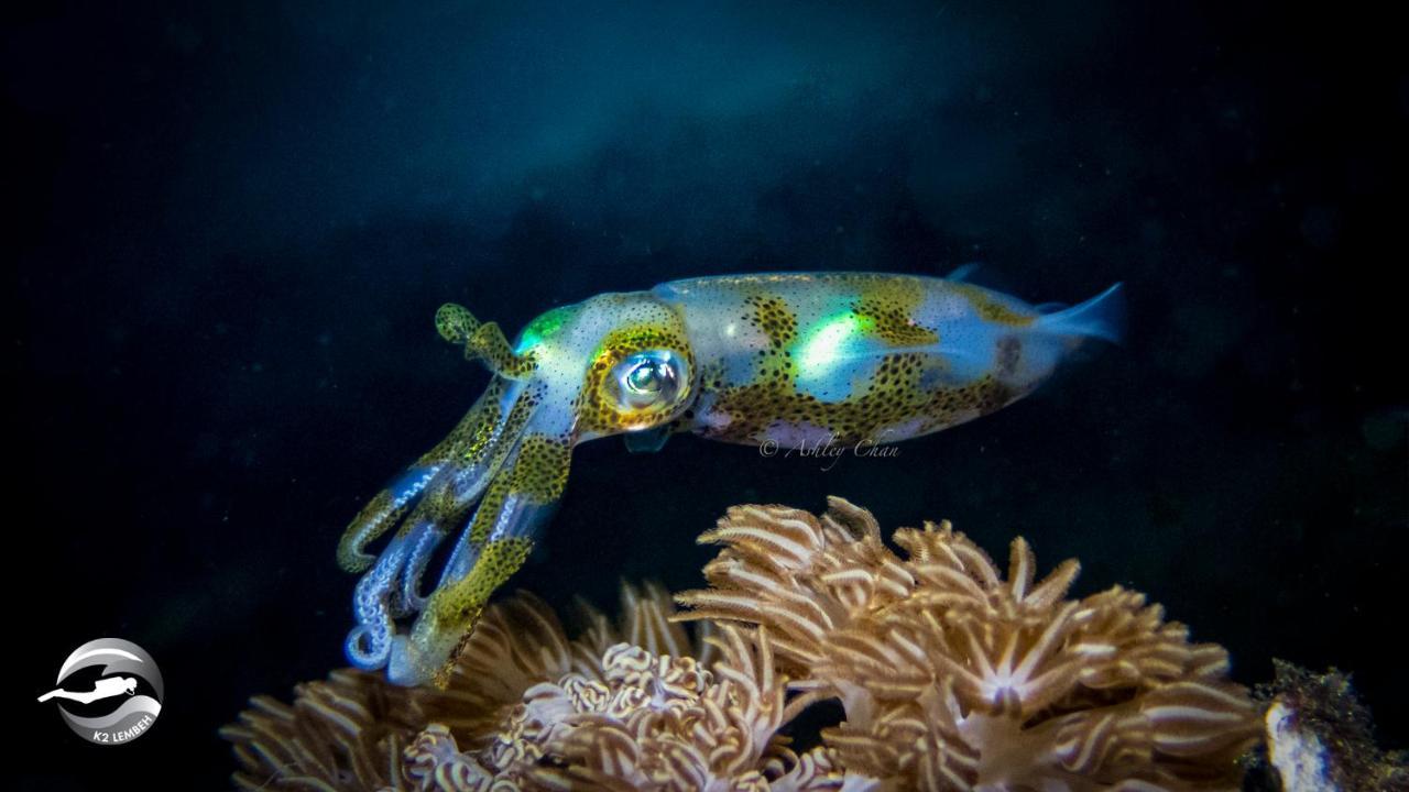 K2 Lembeh Dive Resort Bitung Ngoại thất bức ảnh