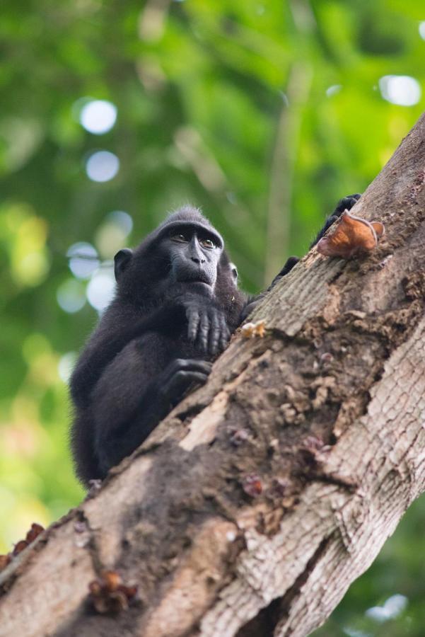 K2 Lembeh Dive Resort Bitung Ngoại thất bức ảnh